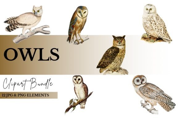 Owl Clipart Bundle PNG JPG: A Versatile Resource for Creators